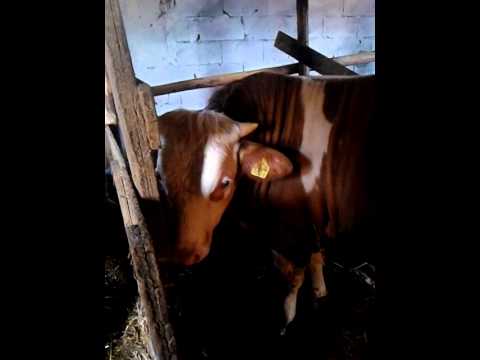 Ferma e bikave ne fsh Graqan