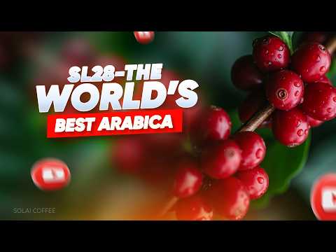 Play Video Youtube Video