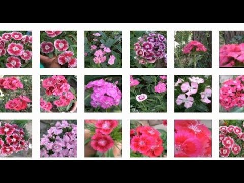 How to care and grow dianthus flowers