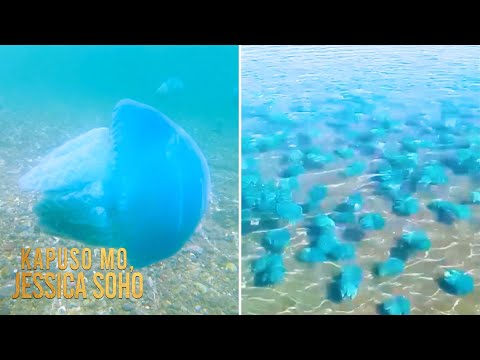 Dagat sa Mindanao, sinalakay ng sangkatutak ng blue jellyfish Kapuso Mo, Jessica Soho