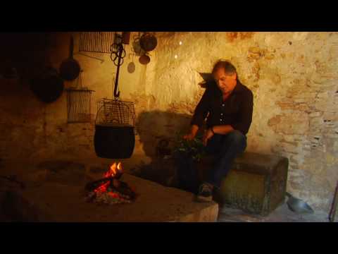 Maslina, Dražen Žanko