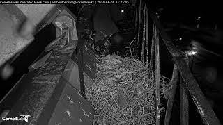 Cornell Red Tailed Hawks 06/09/2024 23:25