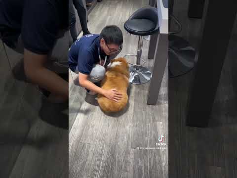 Eovi shipper #tiktok #trendingshorts #corgi #dog #cute #corgipuppy #corgivietnam