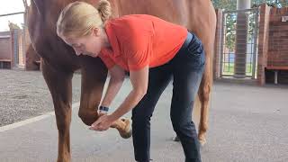 Thumbnail for Musculoskeletal examination of the forelimb of the horse video