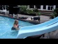 Our Pembroke Corgi Diving In The Swimming Pool