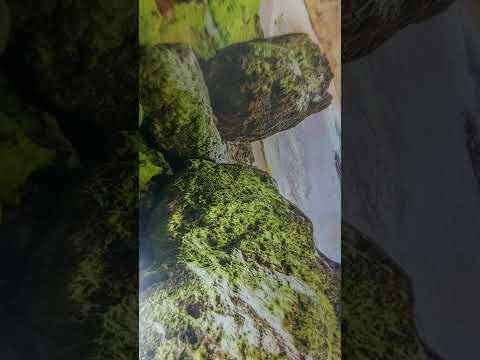 ترنيمة : في مسيري مع يسوعي وسط آلام الحياة يمتلي قلبي من الأمجاد.....  الأخ وليم جندي