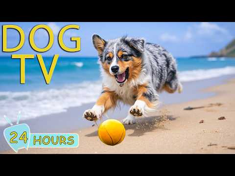 DOG TV: Videos Entertain & Anti-Anxiety for Dogs When Left Alone All Day - Best Relax Music for Dogs