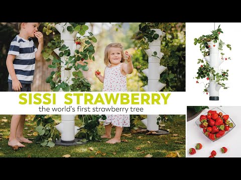 SISSI STRAWBERRY - prvi stolp na svetu za gojenje jagod