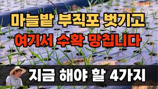 마늘·양파 부직포 제거 후 해야 할 4가지 굵기·수확량이 여기서 결정됩니다!