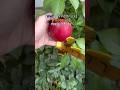 Grow A Garden IRL Roblox Growagarden Robloxmemes Viral Shorts