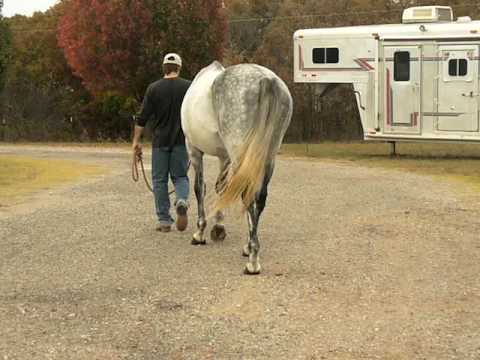 Son of Unbridled's Song "Intensifier" For Sale