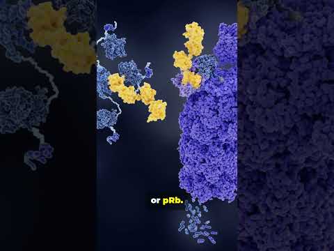 Unlocking CDK2: The Cell Cycle Maestro