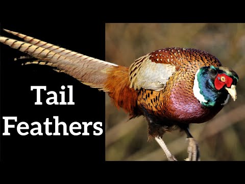 image-What kind of bird has yellow tipped tail feathers?