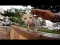 Smal Stray Hungry Ktten Runs Toward Me With A Desperate Meow Searching Hopelsly For Fod And Afection