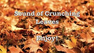 Download lagu 🍂 Suara Daun Gemerisik 🍁 | ASMR | Tanpa Bicara mp3