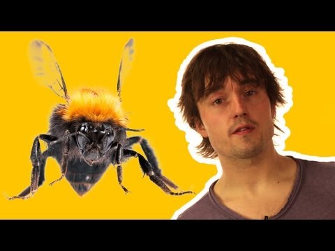 How do insects fly? | Sci Guide (Ep 25) | Head Squeeze