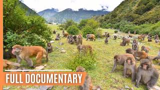 Mysteries of the Mountains - Exploring Tibet's Wildlife | Full Documentary