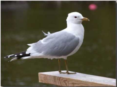 Sörns Kalvsund. Kjell