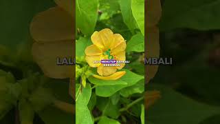 Download lagu 90s Kids Will Definitely Remember This Plant! #fouroclockflower #nostalgia #90skids #millennial #... mp3 Download lagu 90s Kids Will Definitely Remember This Plant! #fouroclockflower #nostalgia #90skids #millennial #... mp3