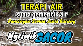 Download lagu Terapi Air Untuk Semua Burung - Suara Gemericik Air Terapi Burung / 1 mp3