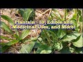 Plantain - ID, Edible and Medicinal Uses, and More! Broadleaf and Narrowleaf Plantain