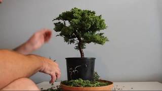 Juniper Bonsai Time Lapse