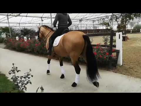 Buckskin PRE Dressage Stallion