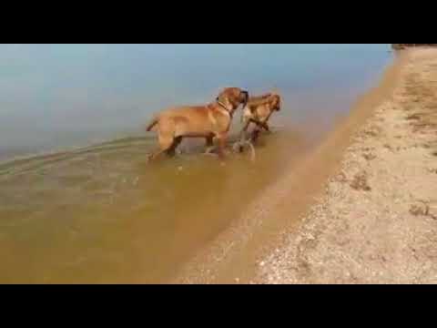 Tosa Inu puppies "Yokozuna Yusha" kennel