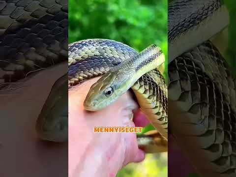 A babakígyókról ezeket soha nem mondták el #snake