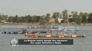 Incivisme : la Brigade Laabal épingle des saboteurs de cages flottantes à Bapla