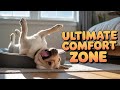 Can You Guess Why This Dog Loves His Pet Bed So Much