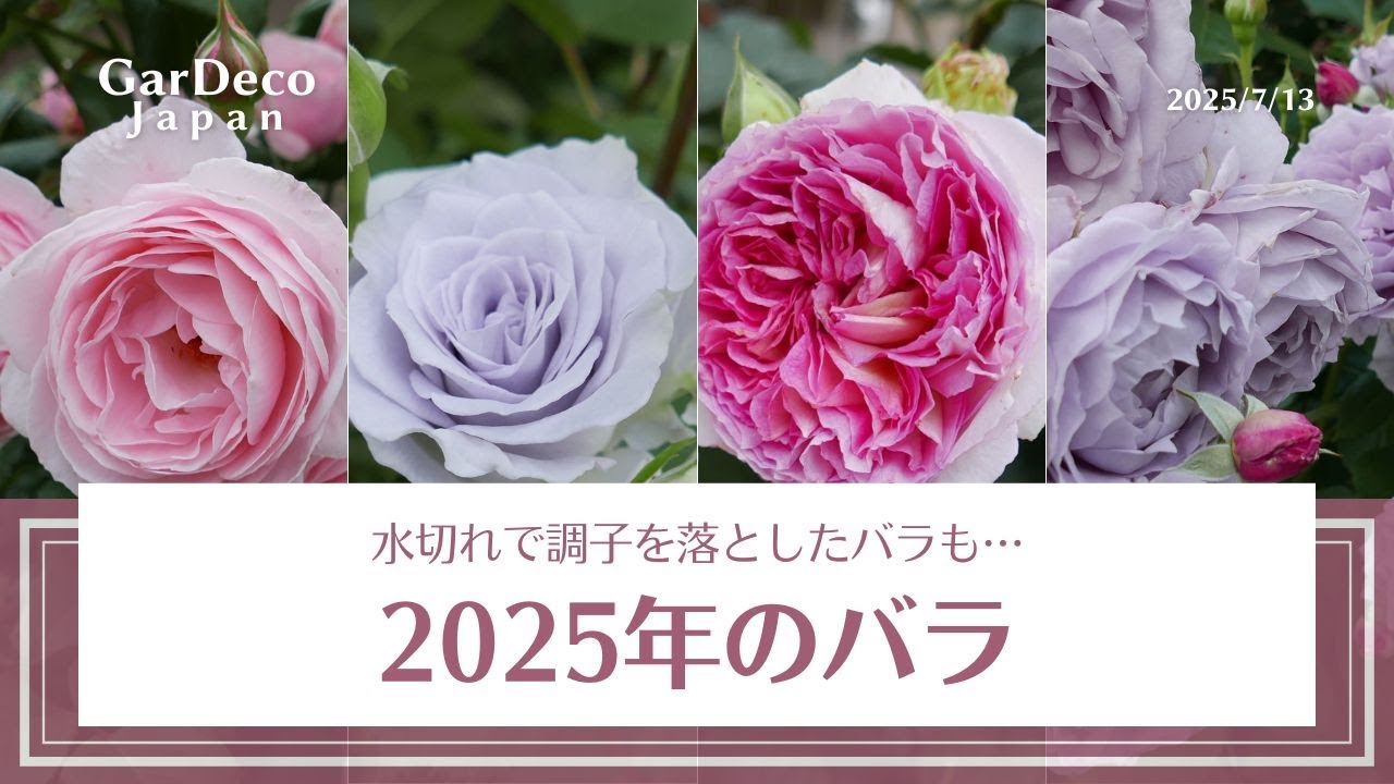 【水切れで調子を落としたバラも…】2025年のバラ、こんな感じで咲きました