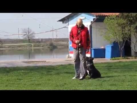 Nero first steps in agility - S.M.A.R.T. training of dogs Nero first steps in agility - S.M.A.R.T. training of dogs