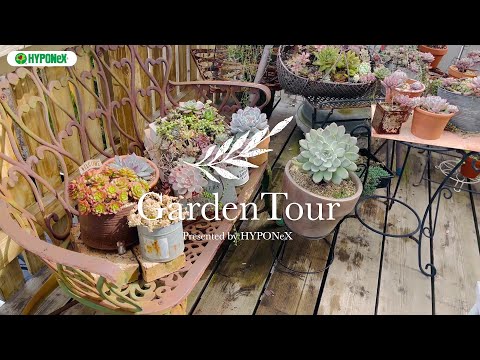 多肉植物-屋外-リポット-多肉植物-ポット
