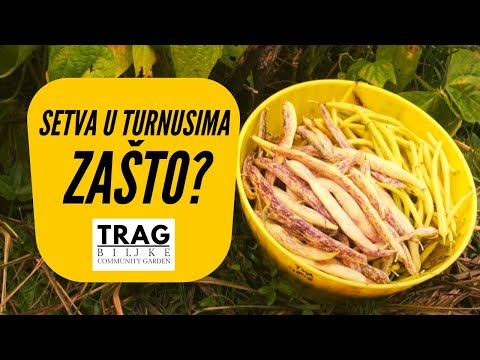 TURNS IN THE BIO GARDEN - WHY? (2022) [TRACE OF THE PLANT]