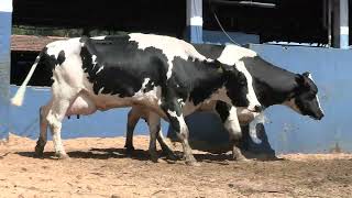 Vídeo 63 - 1ª ETAPA MEGA LIQUIDAÇÃO TOTAL AGROPECUÁRIA MARAJOARA - DIA 4 | GADO GIROLANDO E HOLANDÊS