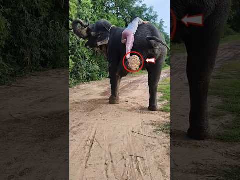 Haathi Ne Ladki Ki Madad Ke Liye Apna Pair Utha Diya 🥹 #shorts #ytshorts #trending #viral