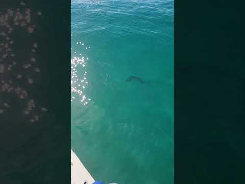 Shark Fishing New Smyrna Beach — Latest Short Clip