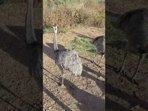 Hermoso lugar en casa grande. RESERVA TATU CARRETA