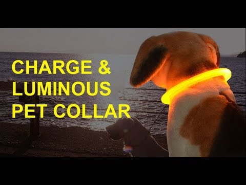 Светящийся аккумуляторный ошейник для собак и кошек. Подарок четвероногому другу