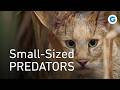 Little Cats Big Personalities Full Wildlife Documentary