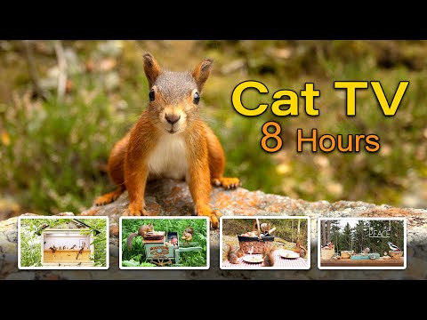 Best Cat TV - Movie Squirrels Collection🎬🐿  8 HOURS 🐿 Squirrels & Birds 🐦