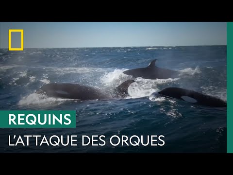 Des orques prennent en chasse un grand requin blanc