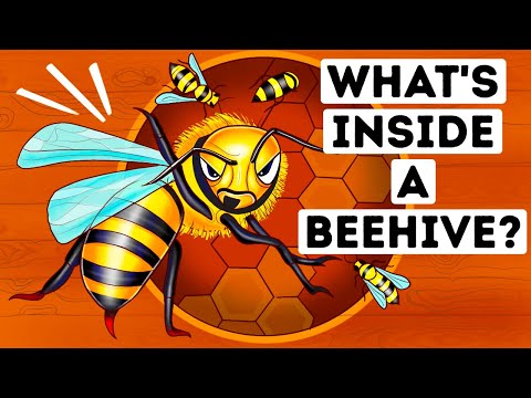 What You'd See If You Could Walk Into a Beehive