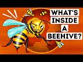 What You'd See If You Could Walk Into a Beehive