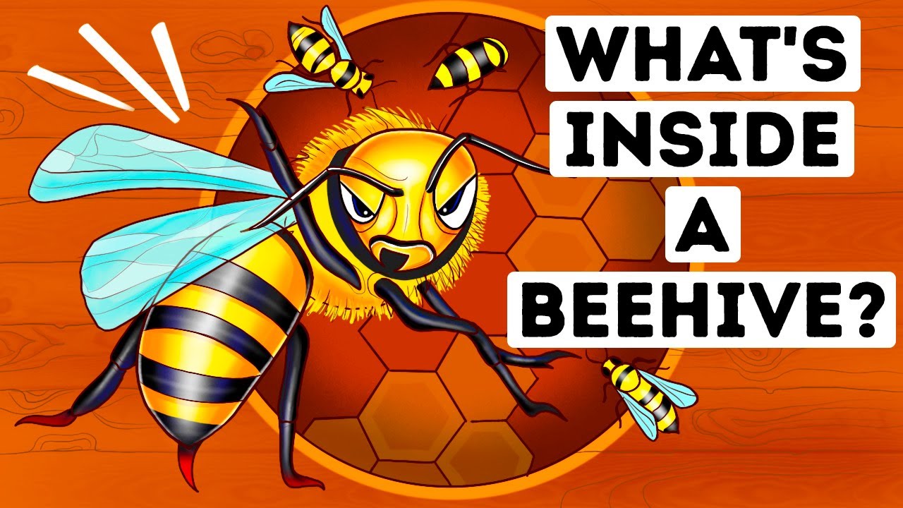 What You'd See If You Could Walk Into a Beehive