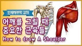 어깨에서 잘 보이는 근육들(How To Draw A Shoulder) - 오쌤 인체해부학(Anatomy Teacher O)