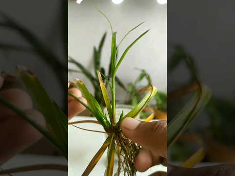 , title : 'Umbrella Palm Care and propagation with result #virals #plant'