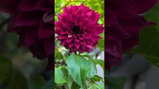 Download lagu Queen Dahlia 😍#flowers #dhalia #rurallife #organic #tasmania #flower @olib774 mp3