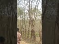 Rabar Bagan Garden Madhupur Bangladesh View By BilasH SaHa ️ Viral Shorts Video